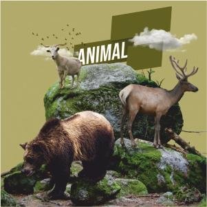 Animal